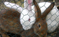 Кролик-защитный ограждать, гальванизированное плетение предохранителя кролика, заяц ограждая, загородка экрана сада